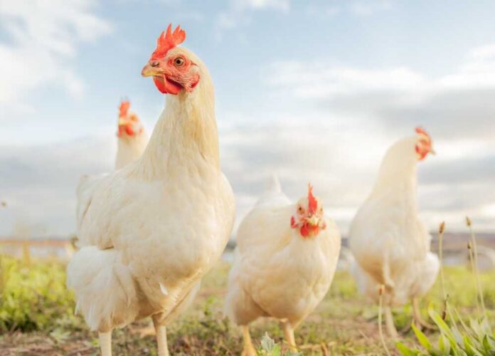 shutterstock_2227982737.jpg featured image Four white chickens outdoors in bright daylight.