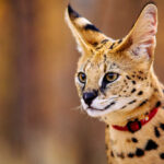 Spotted serval cat with large ears standing alert