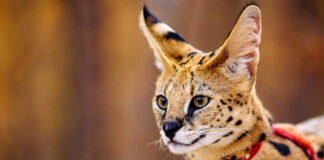 Spotted serval cat with large ears standing alert