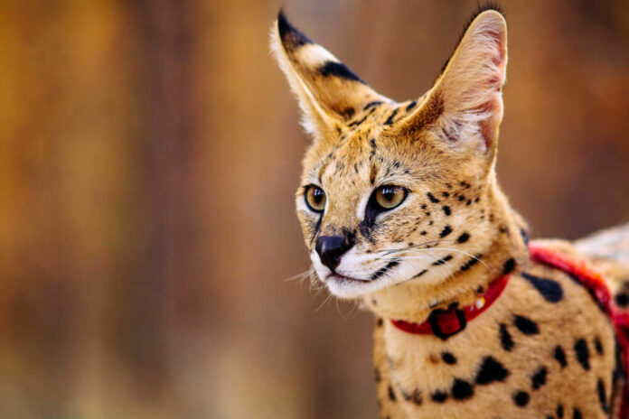 shutterstock_1837467472.jpg featured image Spotted serval cat with large ears standing alert
