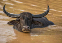 Water buffalo