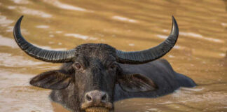 Water buffalo
