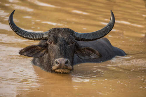 shutterstock_195764087.jpg Water buffalo