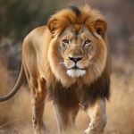 Lion walking through dry grass in the wild