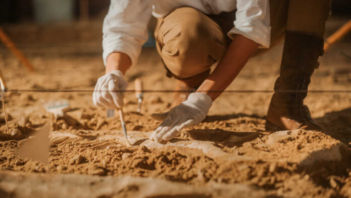shutterstock_1955215519.jpg Archaeologist carefully excavating fossils in sandy soil
