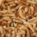 MAGGOTS Rain Into Starbucks Drinks?! Many maggots close up in a pile