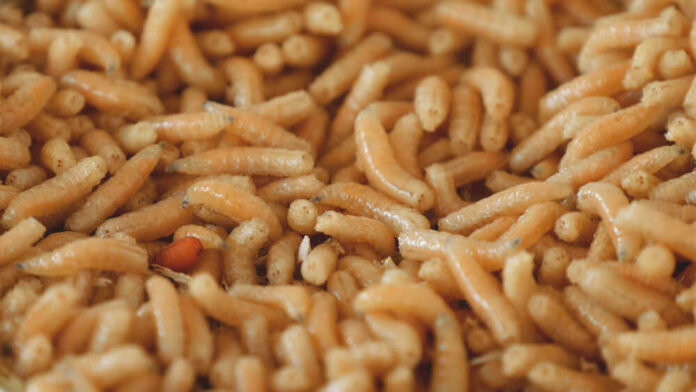 Many maggots close up in a pile