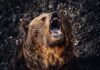 A grizzly bear roaring with its mouth open