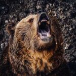 A grizzly bear roaring with its mouth open