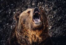 A grizzly bear roaring with its mouth open