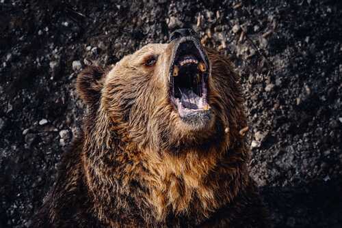 A grizzly bear roaring with its mouth open