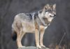 A wolf standing on a rock in a natural setting