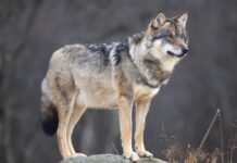 A wolf standing on a rock in a natural setting