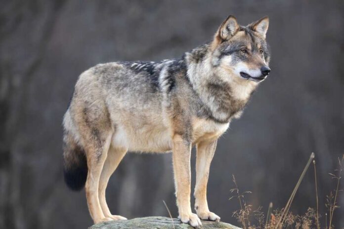 A wolf standing on a rock in a natural setting