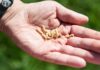 A hand holding several small larvae against a blurred green background