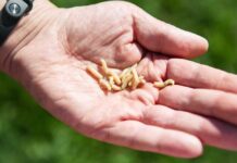 VIDEO: Gruesome Parasite Returns — FDA Moves Fast A hand holding several small larvae against a blurred green background