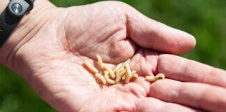 A hand holding several small larvae against a blurred green background