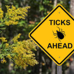 ER Tick Surge Stuns Doctors Yellow sign: Ticks Ahead with tick symbol.