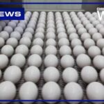 Nearly 1.6 million cartons of eggs recalled over salmonella concerns