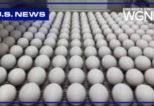 Massive Egg Recall — 19 Million At Risk Nearly 1.6 million cartons of eggs recalled over salmonella concerns