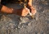 Ancient Gold Rings Hint at Lost History Person using a brush to uncover a fossil in the ground