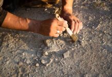 Ancient Gold Rings Hint at Lost History Person using a brush to uncover a fossil in the ground