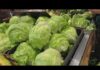 Outbreak Explodes: Taco Bell Lettuce Blamed Iceberg lettuce recalled in 27 states as cyclospora outbreak investigation continues