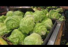Outbreak Explodes: Taco Bell Lettuce Blamed Iceberg lettuce recalled in 27 states as cyclospora outbreak investigation continues