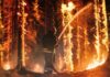 Wildfire Chaos — Then An Arson Bust Firefighter spraying water on burning forest trees at night
