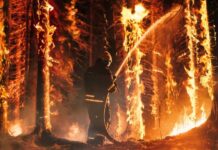 Wildfire Chaos — Then An Arson Bust Firefighter spraying water on burning forest trees at night