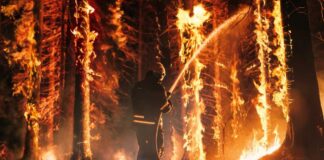 Firefighter spraying water on burning forest trees at night