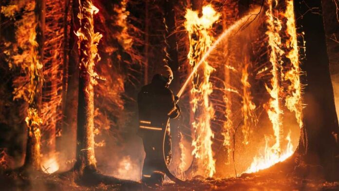 Professional,Firefighter,Extinguishing,Large,,High-priority,Part,Of,The,Forest,Fire. Firefighter spraying water on burning forest trees at night