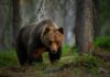 Bear Mauling Leaves State On Edge A grizzly bear walking on a dirt path with a snowy mountain backdrop