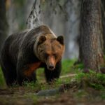 Bear Mauling Leaves State On Edge A grizzly bear walking on a dirt path with a snowy mountain backdrop