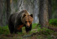 A grizzly bear walking on a dirt path with a snowy mountain backdrop