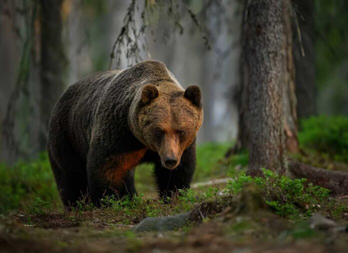 Wild,Brown,Bear,(,Ursus,Arctos,) A grizzly bear walking on a dirt path with a snowy mountain backdrop