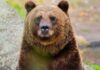 Close-up of a grizzly bear in a natural setting