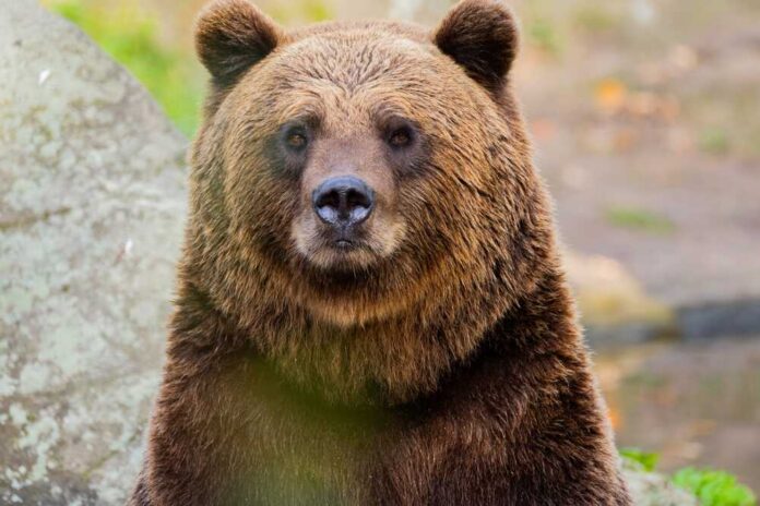 Brown,Bear,Ursus,Arctos.,Portrait,Of,A,Large,Adult,Brown Close-up of a grizzly bear in a natural setting