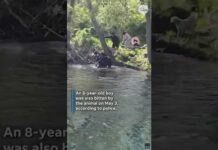 Rabid Beaver Frenzy Hits Popular Swimming Lake Rabid beaver attacks people at park. Viral video shows terrifying encounter.
