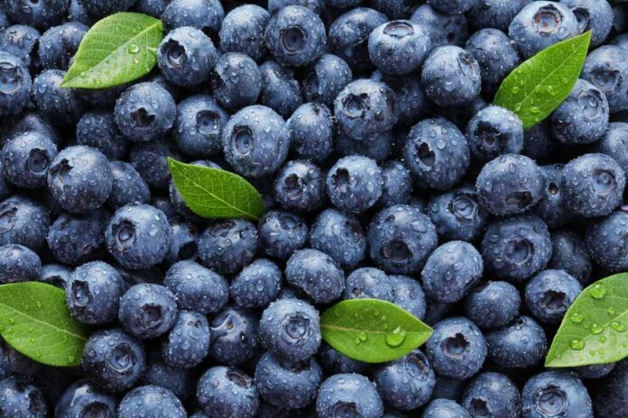 Wet,Fresh,Blueberries,With,Green,Leaves,As,Background,,Top,View Blueberries covered in water droplets with green leaves scattered
