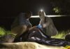 Tourist Horror: Campers Hunted, Bodies Hidden forensic team examines a body bag at a nighttime outdoor crime scene